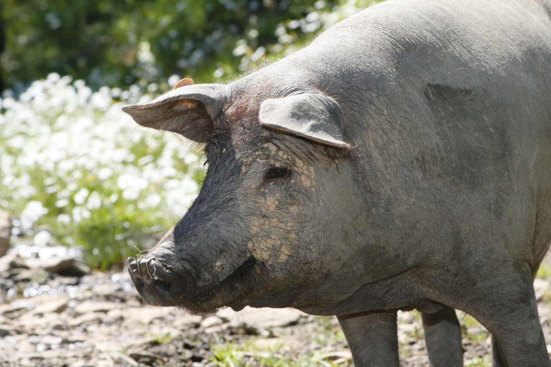 Schwein Iberico